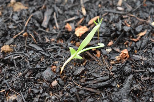 Week 4 Spinach 